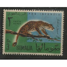 Somalia - Fauna/Onça
