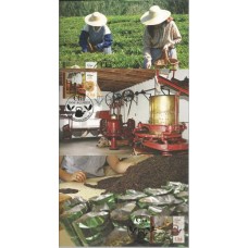 Açores - Chá dos Açores - Máximos Postais