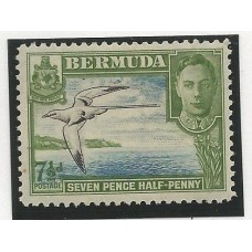 Bermuda - 112 - Ave Bermuda - 112 - Ave