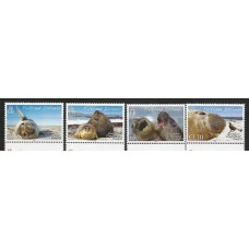 Falkland - 0994/7 - Fauna/Elefantes do Mar