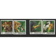 Singapura - Felinos (FAU-SIN01)