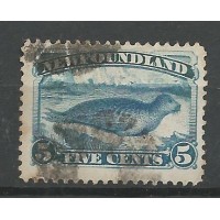 New Foundland - 38 - Foca