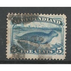 New Foundland - 38 - Foca