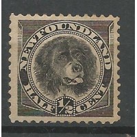 New Foundland - 44 - Cão